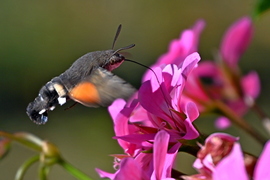 A magyar kolibri