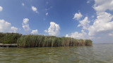 Agárd