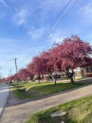 Virágba borult utca jobbgyin