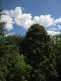 Satu Mare