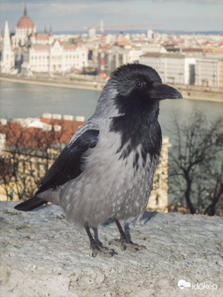 Budai csóka