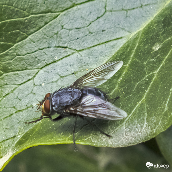 Kék dongólégy (Calliphora vicina)