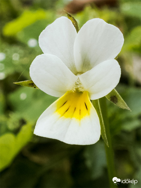  Mezei árvácska (Viola arvensis)