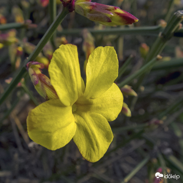 Téli jázmin (Jasminum nudiflorum)