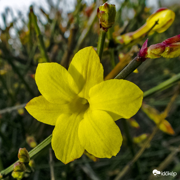 Téli jázmin (Jasminum nudiflorum)