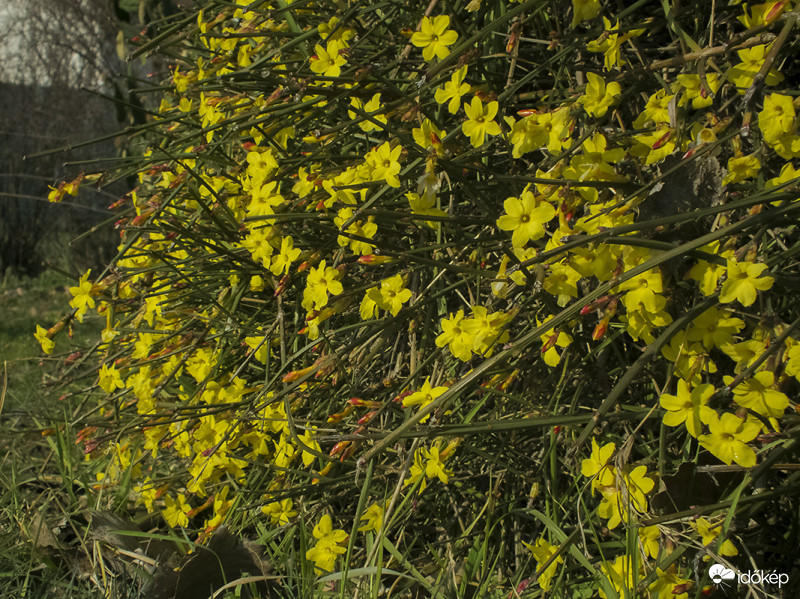 Téli jázmin (Jasminum nudiflorum) 2018. 02. 04. 12:58