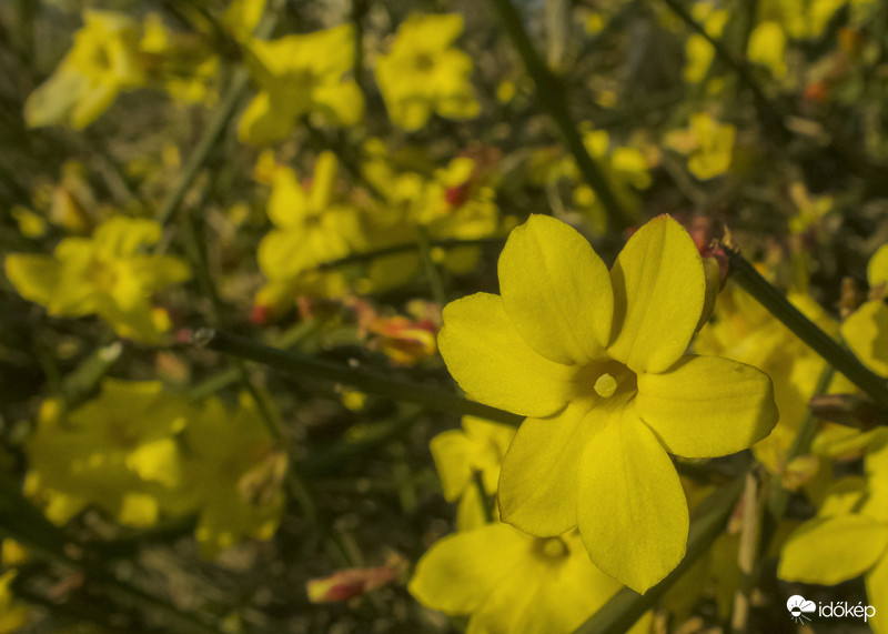 Téli jázmin (Jasminum nudiflorum)