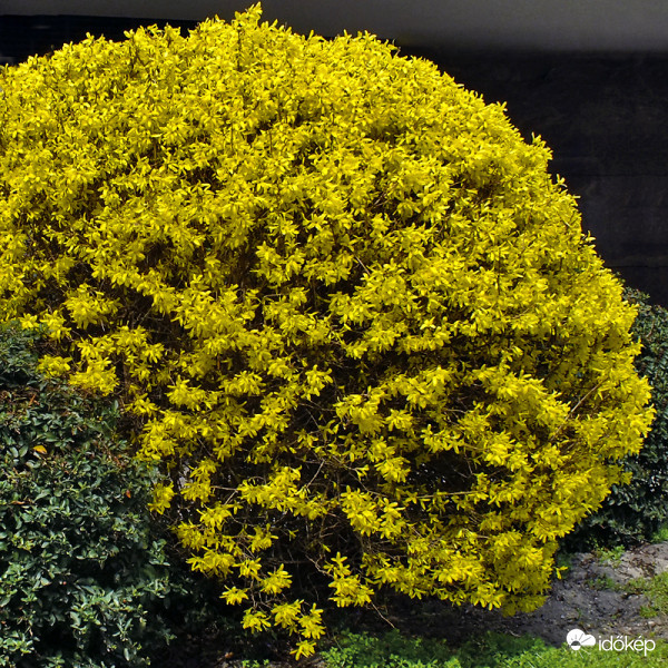 Aranyfa, aranycserje (Forsythia)
