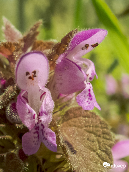 Piros árvacsalán (Lamium purpureum) 