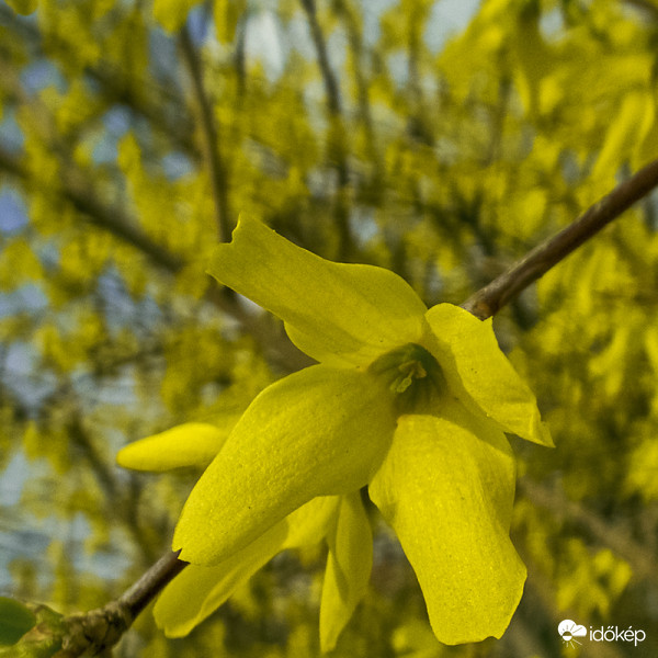 Aranyfa, aranycserje (Forsythia)