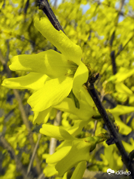 Aranycserje, aranyvessző, aranyfa - Forsythia 
