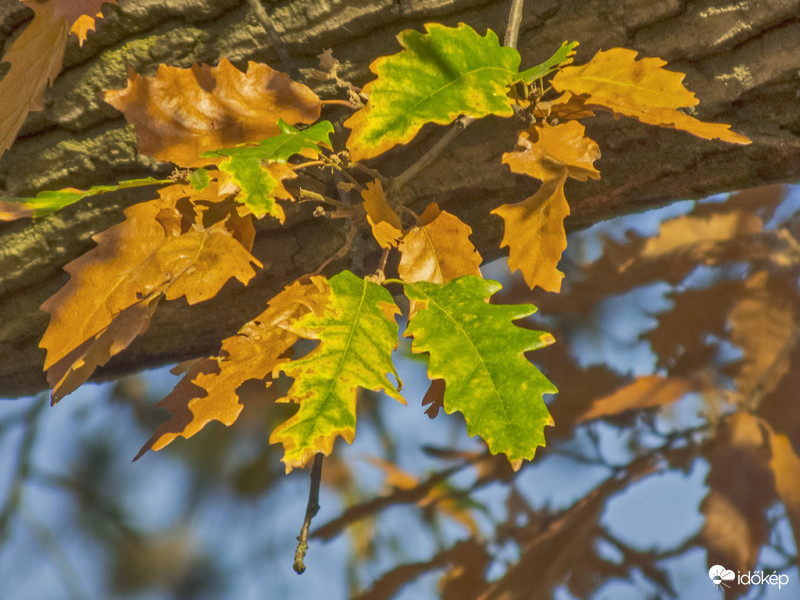 Csertölgy (Quercus cerris) 