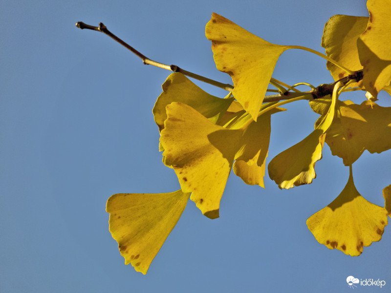 Páfrányfenyő - halfarkfa  (Ginkgo biloba)