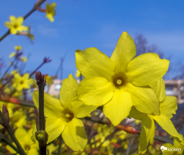 Téli jázmin (Jasminum nudiflorum)