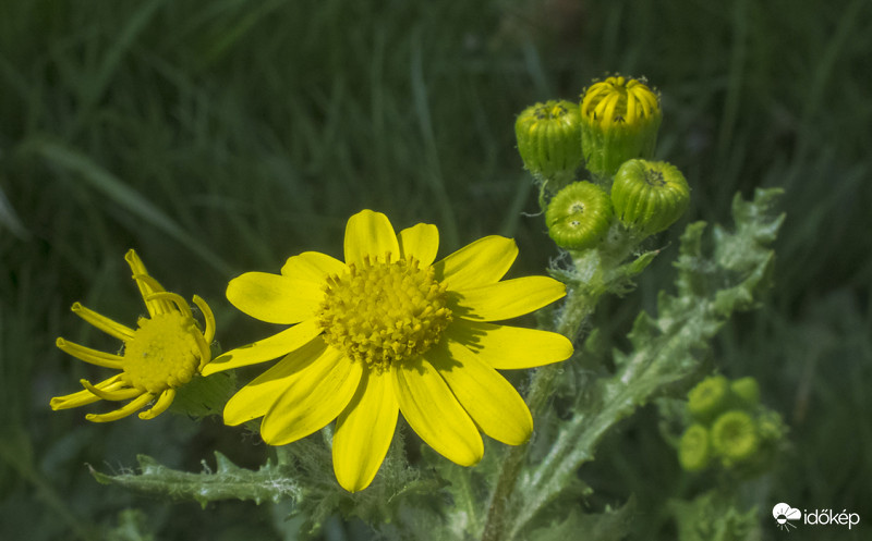 Tavaszi aggófű (Senecio leucanthemifolius subsp. vernalis)