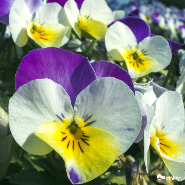 Háromszínű árvácska (Viola tricolor)