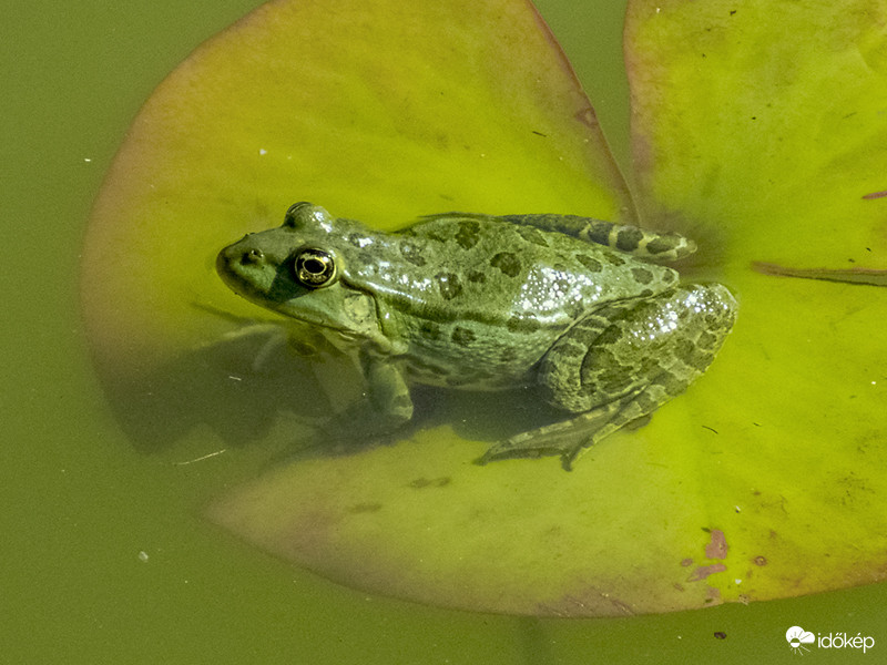 Rana esculenta