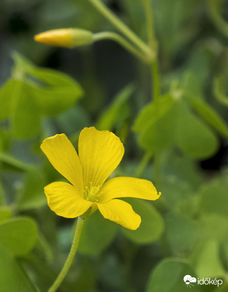 Madársóska (Oxalis corniculata)