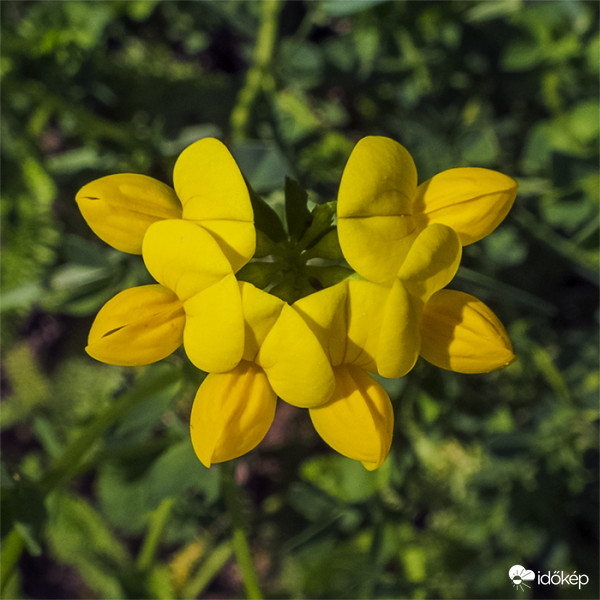 Szarvaskerep (Lotus corniculatus)