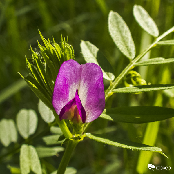 Vetési bükköny (Vicia angustifolia)