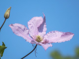 Clematis
