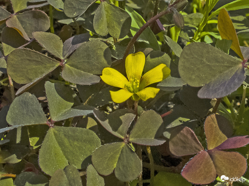Szürke madársóska (Oxalis corniculata)