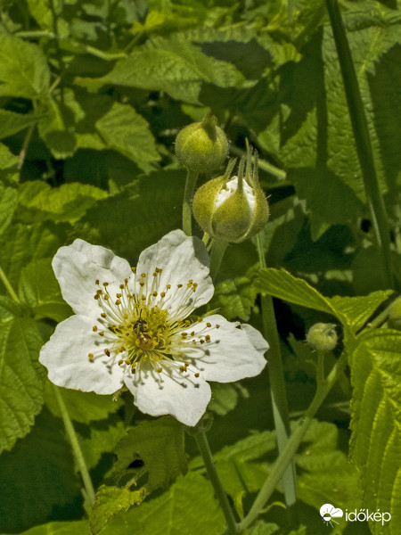 Vadszeder vagy földi szeder (Rubus fruticosus)