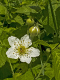 Vadszeder vagy földi szeder (Rubus fruticosus)