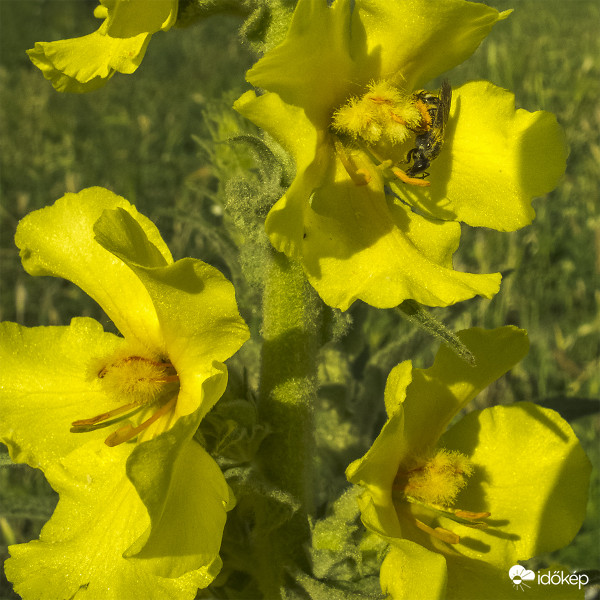 Szöszös ökörfarkkóró (Verbascum phlomoides)