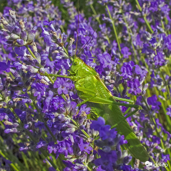 Zöld lombszöcske (Tettigonia viridissima)