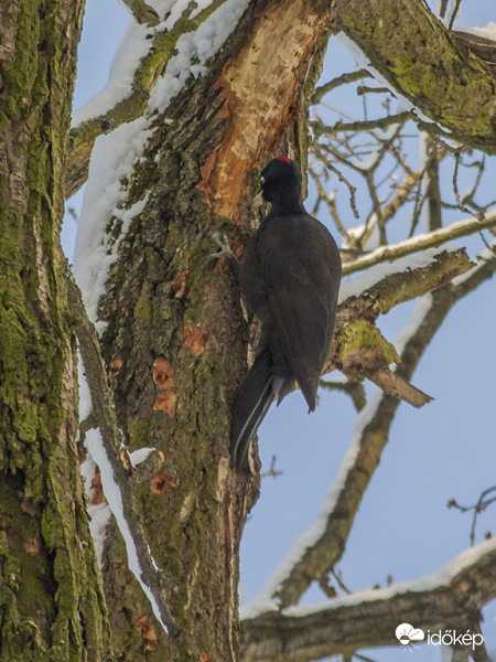 Fekete harkály (Dryocopus martius) tojó 