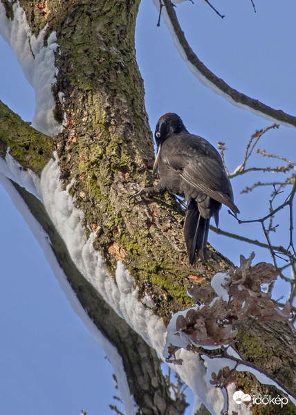 Fekete harkály (Dryocopus martius) 