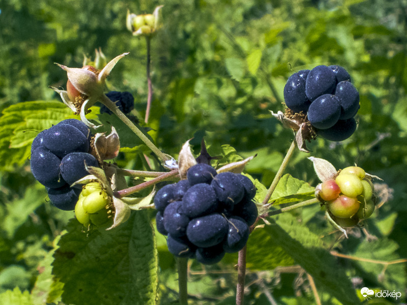 Vadszeder vagy földi szeder (Rubus fruticosus)