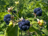 Vadszeder vagy földi szeder (Rubus fruticosus)