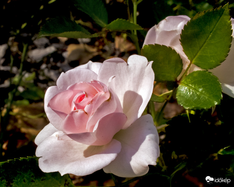 "Őszi" rózsa