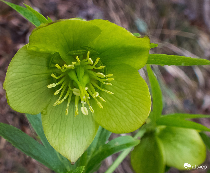 Zöld hunyor (Helleborus viridis)