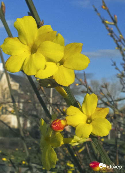 Téli jázmin (Jasminum nudiflorum)