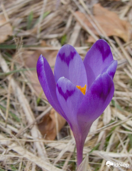 Kárpáti sáfrány (Crocus heuffelianus)