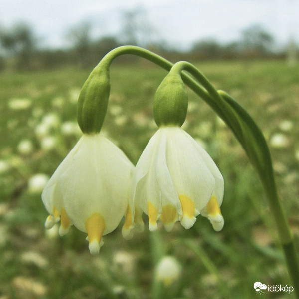 Tavaszi tőzike (Leucojum vernum) 