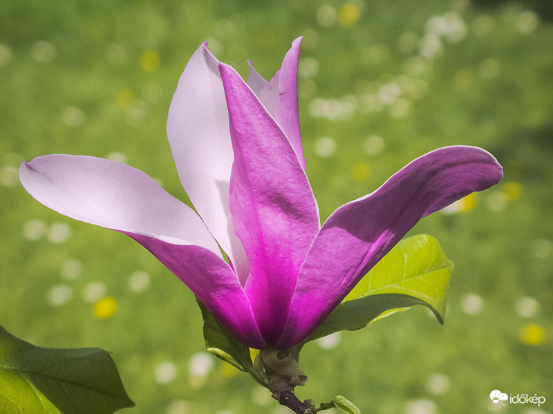 Kínai liliomfa vagy bíbor liliomfa (Magnolia liliiflora)