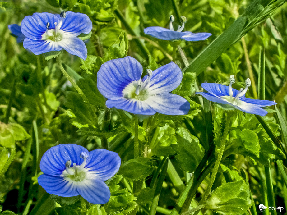 Perzsa veronika (Veronica persica)