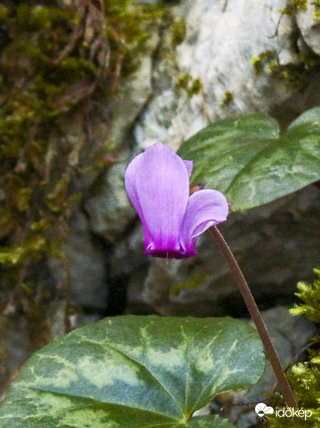 Erdei ciklámen (Cyclamen purpurascens) 