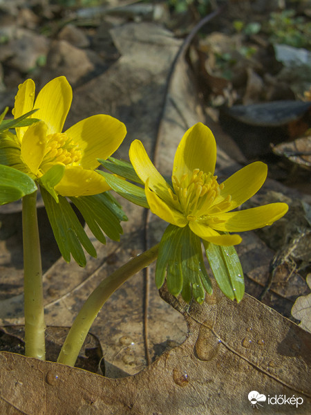 Téltemető (Eranthis hyemalis)