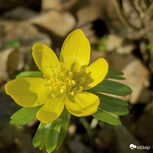 Téltemető (Eranthis hyemalis)