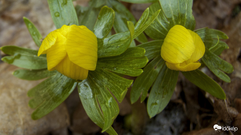 Téltemető (Eranthis hyemalis)