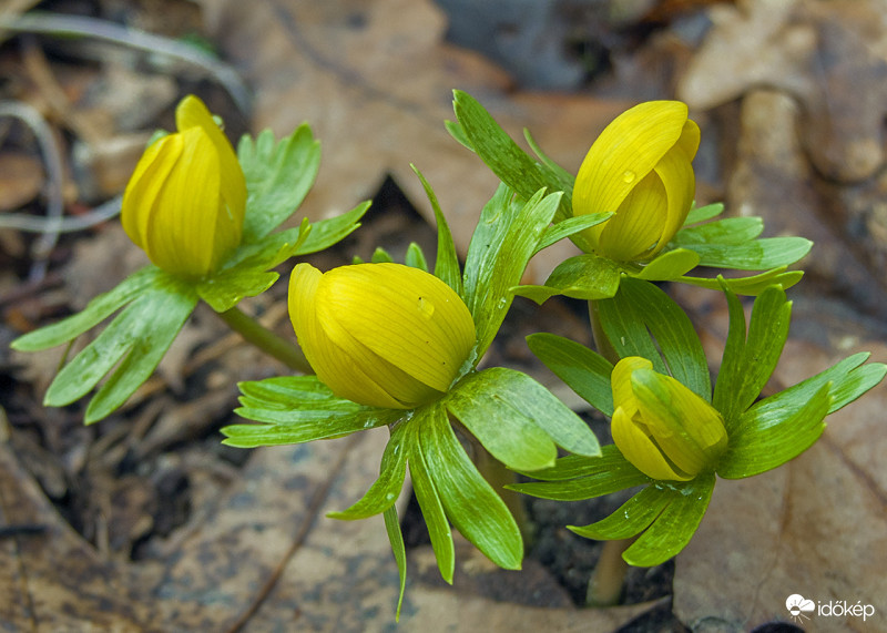Téltemető (Eranthis hyemalis)