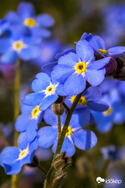 Kerti nefelejcs (Myosotis sylvatica)