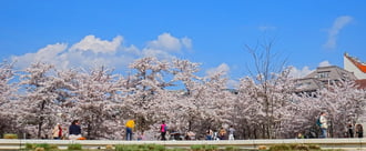 Virágzik a díszcseresznye a Széllkapu parkban