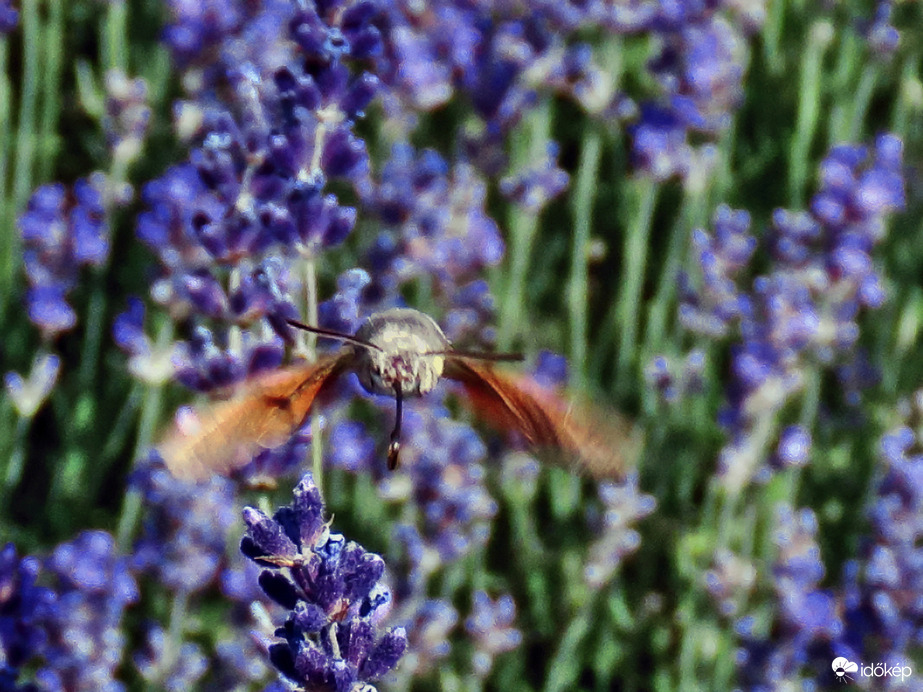 Kacsafarkú szender (Macroglossum stellatarum) érkezik "lebegve tankoláshoz"