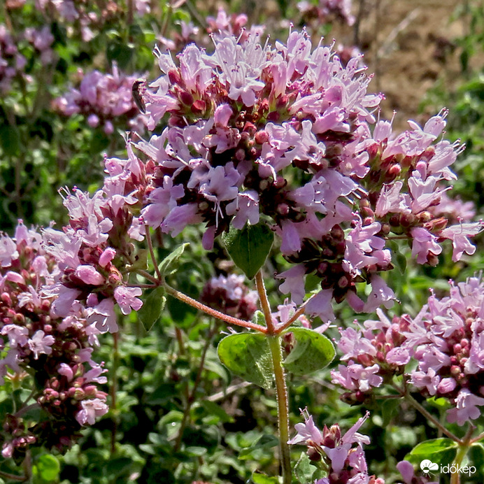 Oreganó (szurokfű) Origanum vulgare L. 